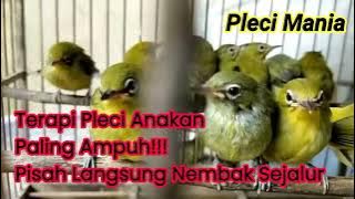 Masteran Pleci Paling Rekomendasi Untuk Anakan Agar Nembak Sejalur!!!