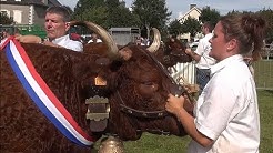 Le concours cantonnal de la race Salers de Saint Bonnet de Salers