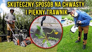 Jak usunąć chwasty z trawnika i mieć piękny trawnik - Szybkie odchwaszczanie trawnika - Fox Corner