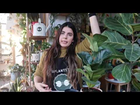 Video: Ficus Muz Yaprağı Bitkileri - Muz Yaprağı Yetiştirme İpuçları Ficus