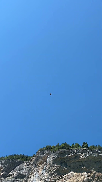 Flying squirrel in the sky