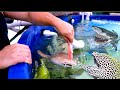 FEEDING our SHARKS, EELS and GROUPERS SALTWATER PREDATORY TANK