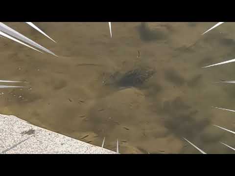 Deja Vu turtle