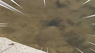 Deja Vu turtle