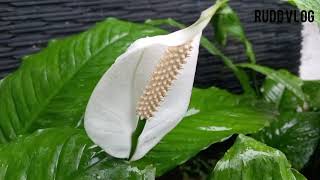 Uks  Album  Lagenda Hits Lagu Lawas Tahun 90n Enak Di Dengar Saat Santai Dan Kerja