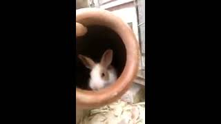 Download lagu Rabbit breed in cage urdu hindi Rabbit breed in cage urdu hindi