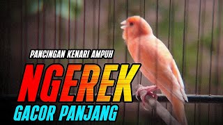 Download Lagu KENARI GACOR PANJANG NGEREK ROL RAPAT CUIT CUIT AMPUH UTK PANCINGAN KENARI PAUD BELAJAR BUNYI MP3