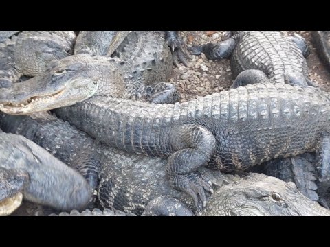 alligators miami Alligator Feeding LIVE!
