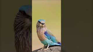 Indian Roller Bird #birds #shortsfeed #shortsvideo #shorts #nature #natural #calm #relaxing