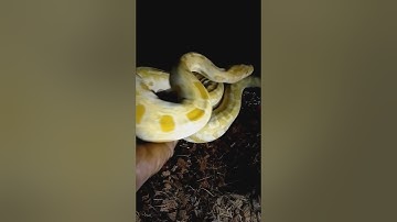 Burmese python handling tips and tricks. kpreptiles ‼️💯
