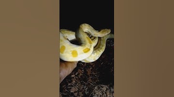 Burmese python handling tips and tricks. kpreptiles ‼️💯