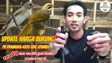 Update harga burung terbaru pasar pramuka kios edie jovanis