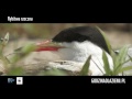 Wisła - rybitwa rzeczna