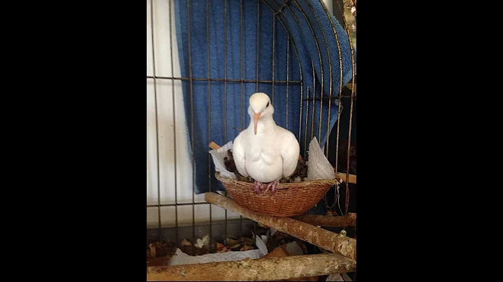 Happy Birthday Sugar! Dewayne's beautiful Dove has...