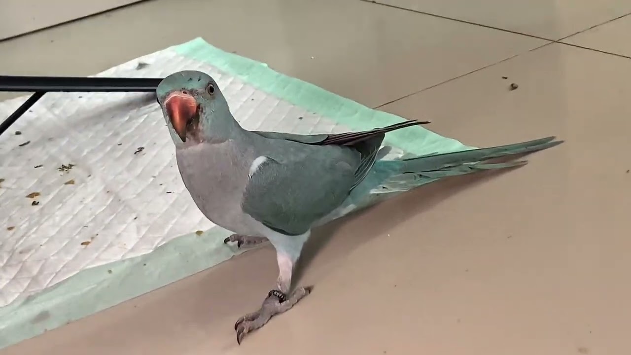 Fun Playtime with Conure and Indian Ringneck | Pet Bird Vlog