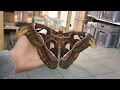 The biggest Moth in the World !