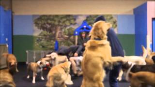 Harlem Shake - Tails R Waggin