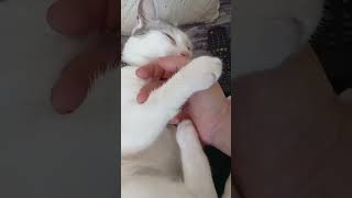 #farkındalık #cat #keşfet #ufuközkan #kedim #love #öneçıkar