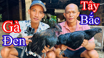 Ghé Nhà Cameramen Thịt Cặp Gà Đen Tây Bắc - Toàn Đen Sơn Dược Vlog