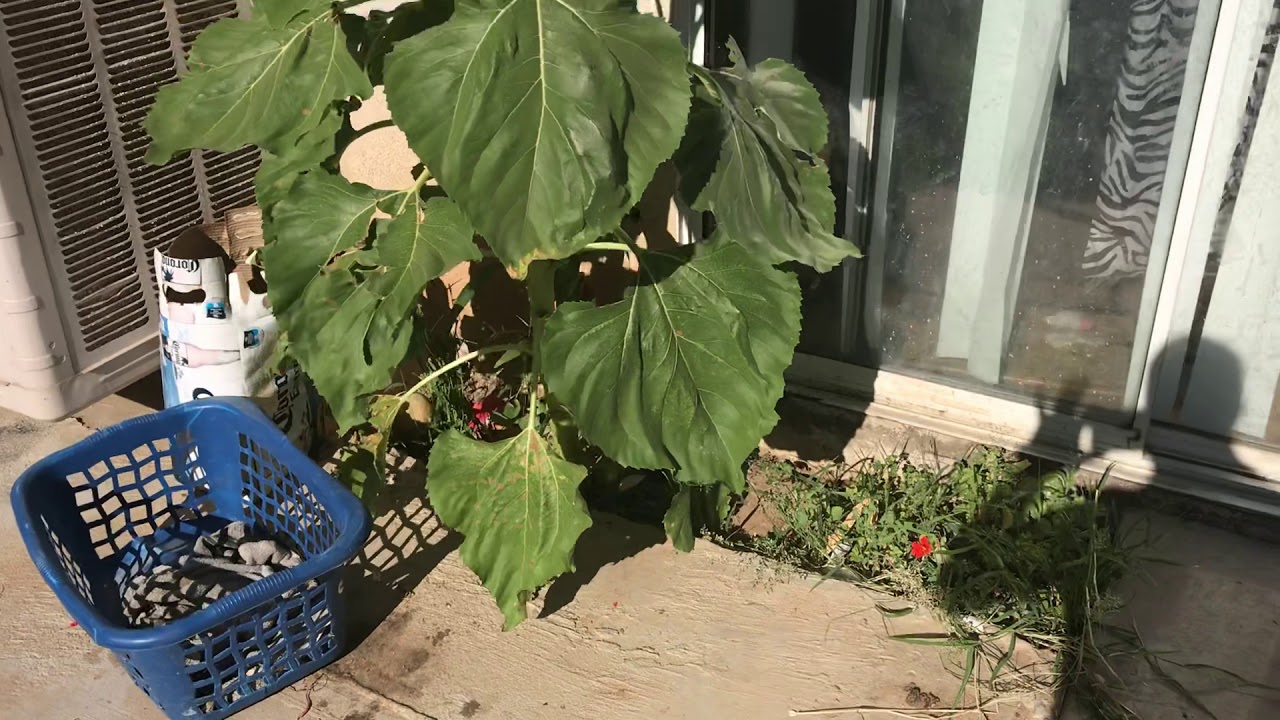 How Long Does It Take Sunflowers To Grow - Growth Of A Sunflower Seed