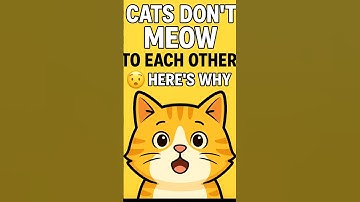 Cats Don’t Meow to Each Other 😮 Here’s Why #shorts