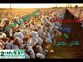 راه اندازی مزرعه پنبه و نکات اساسی در مورد کشت پنبه
