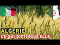Algrie  italie  pourquoi les italiens veulent cultiver du bl dur en algrie