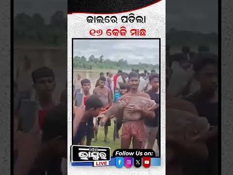 ଜାଲରେ ପଡିଲା 16 କେଜିର ଅଦ୍ଭୁତ ମାଛ ,ମାଛକୁ ଦେଖି ଆଶ୍ଚର୍ଯ୍ୟ ହେଇଗଲେ ସବୁ ଲୋକ #fish #trending #odisha