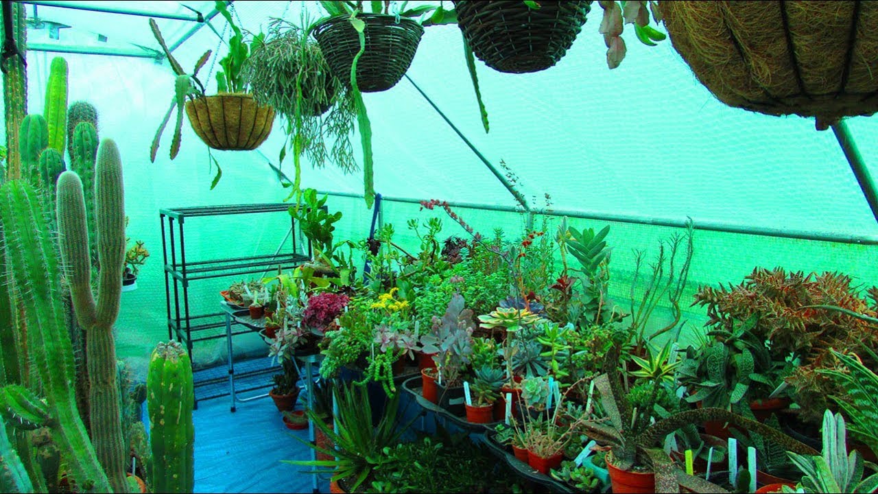 New Succulent Plant Stand in the Polytunnel & update on watering the