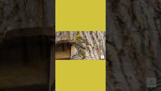 Soft autumn 3 (Harp collection - Relaxing music) #harpmusic