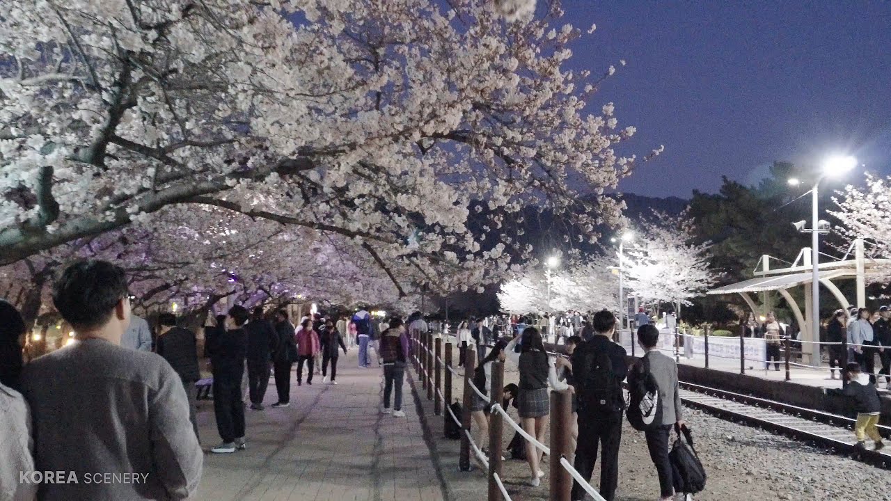 4년만에 다시 열린 진해 군항제 경화역 벚꽃길, 야간 벚꽃 풍경, 도보 여행 - 진해 여행 | 4K HDR - YouTube