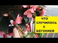 ЧТО СЛУЧИЛОСЬ С БЕГОНИЕЙ НОЧЬЮ?