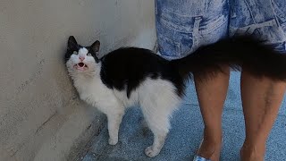 Black and white cat trilling loudly so cute