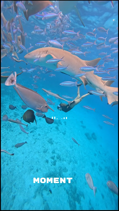 Explore shark memory forever 😱 #foryou #maledives #trending #underwater #shorts #trendingshorts