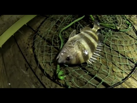 Sheepshead fishing at night Outlet