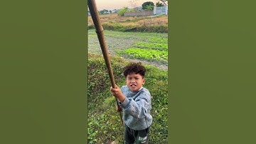 Cậu bé vặt quả khế ! The boy picked star fruit! #shorts
