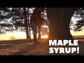 How to Make Maple Syrup in Your Own Backyard