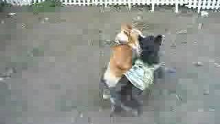 Goro@Welsh corgi 20061015 Cairn Terrier