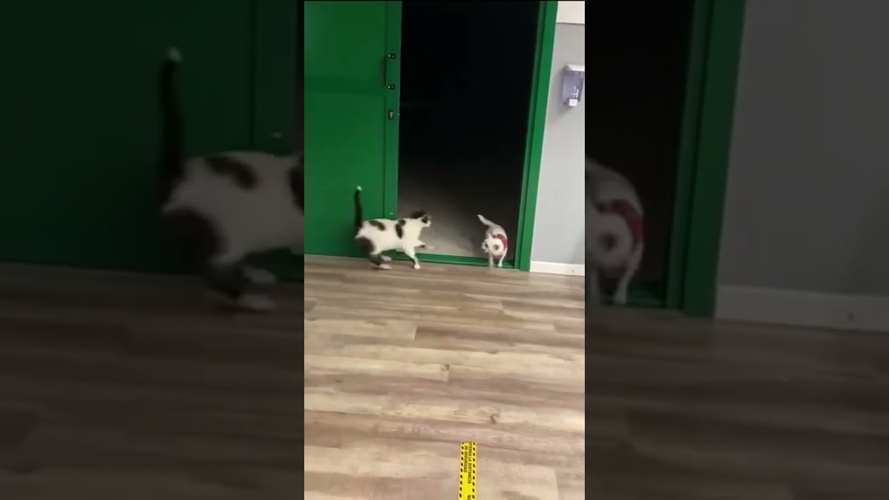 Sorry Poor Doggy Shorts CatVsDog Youtube