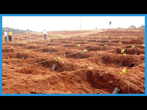 Video: Informații despre nuci de caju - Sfaturi pentru cultivarea nucilor de caju