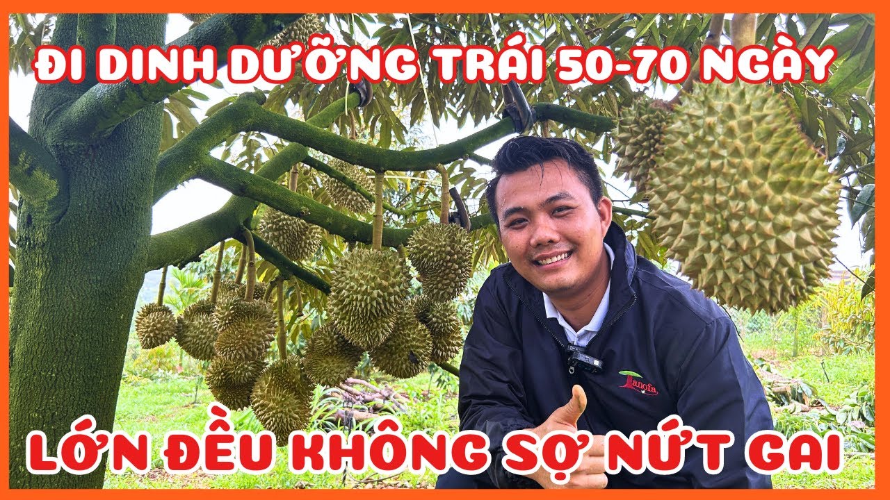 Muốn trái không bị nứt gai đi dinh dưỡng như thế nào khi trái 50-70 ngày  - Vườn anh Thắng Lâm Đồng
