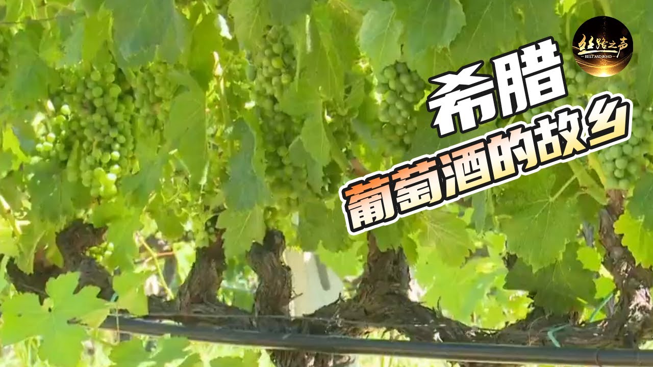 【ENG SUB】探访百年老酒庄，揭秘希腊葡萄酒的酿造特点《远方的家》20180710 一带一路（395） | 丝路之声