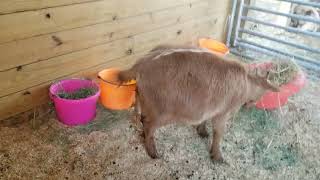 More Newborn Baby Goats At Cotton Bean Goat Farms In Nc