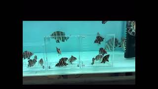 4 Bar Sumatra Datnoid Tiger Fish
