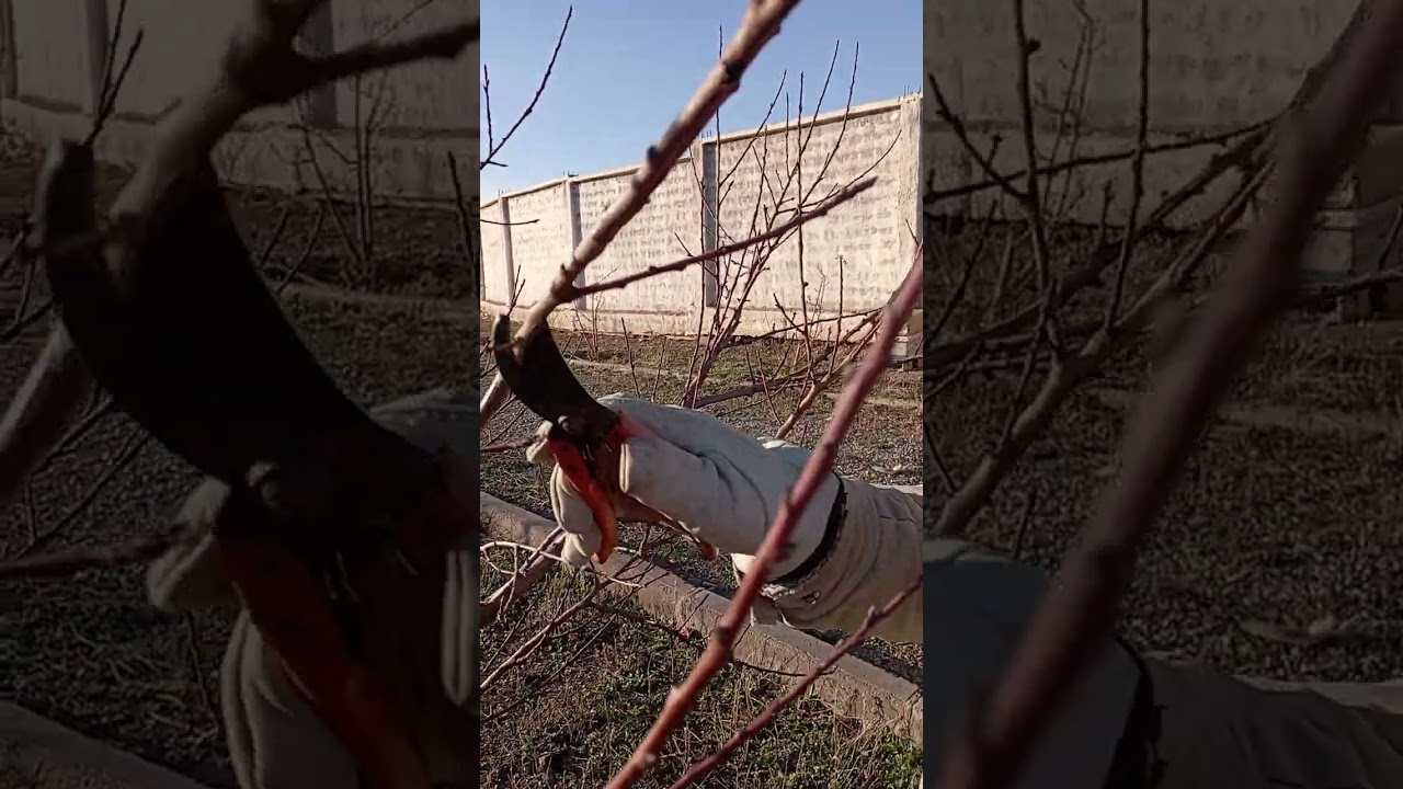 تقليم شجرة نيكتارين منتجة