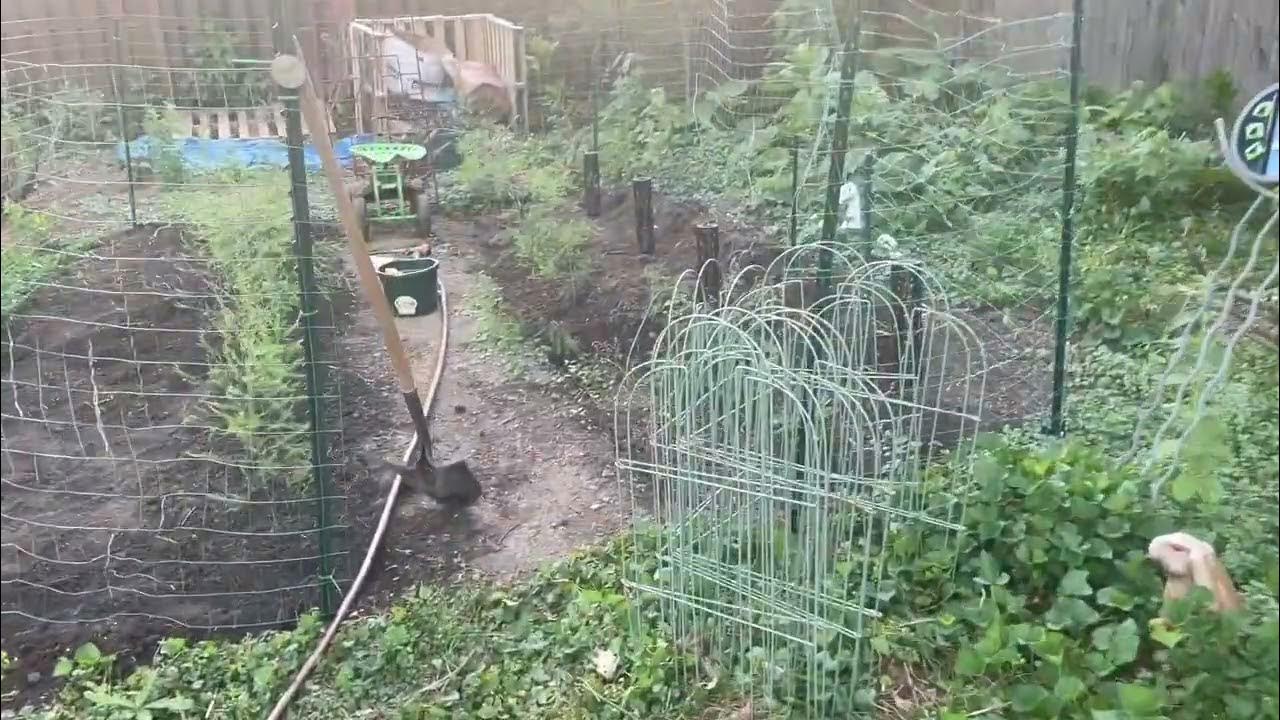 Putting Asparagus to Bec YouTube