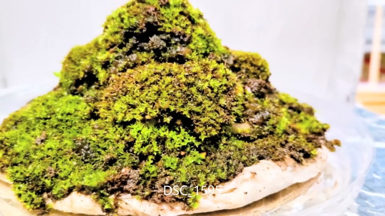 苔 ニュージーランド産 水苔 4A 40L | vandaka plants