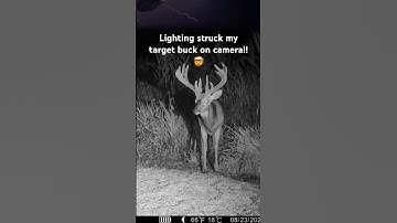 Lighting strikes my deer on camera!!😳🤯 #deer #lightning #wildlife