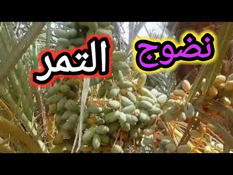 وقت نضوج التمر في الصحراء الجرائرية ادرار
