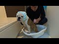 パパとのお風呂に子犬が納得いかないみたいです…